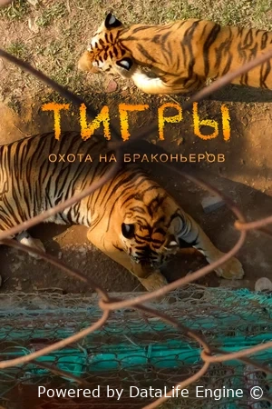 Тигры: Охота на браконьеров