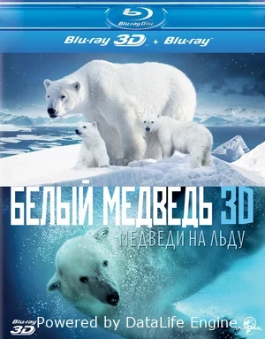 Полярные медведи